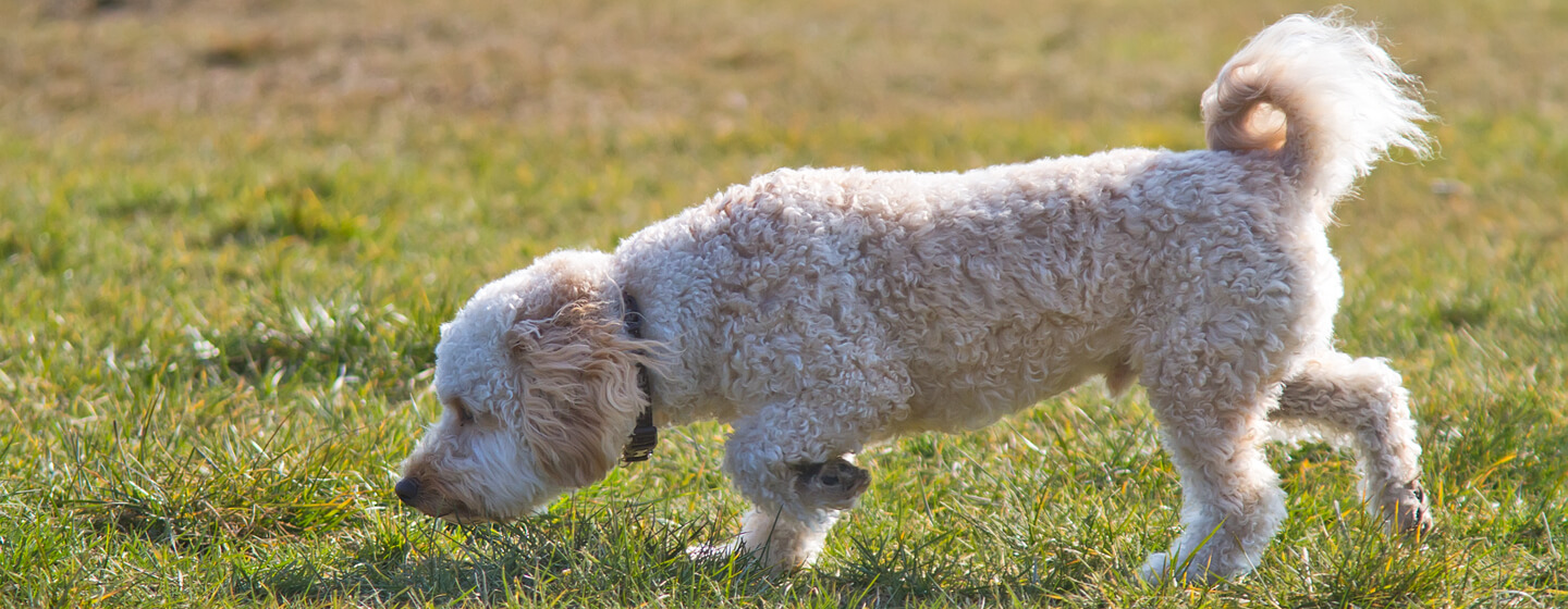 Dog keeps eating cheap grass and dirt